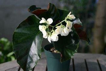 B. ‘Gigi Fleetham’